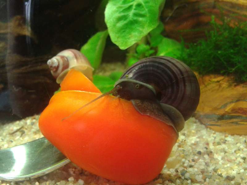 673223biologist_0_82_20150626_150739.jpg