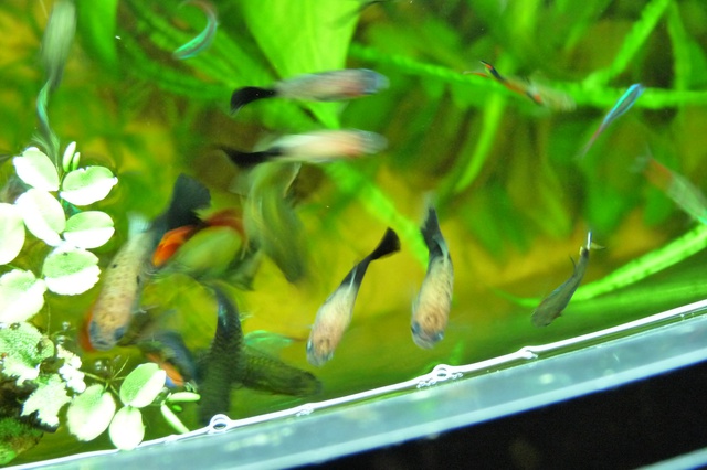 673578jeto_0_85_112_pan.jpg