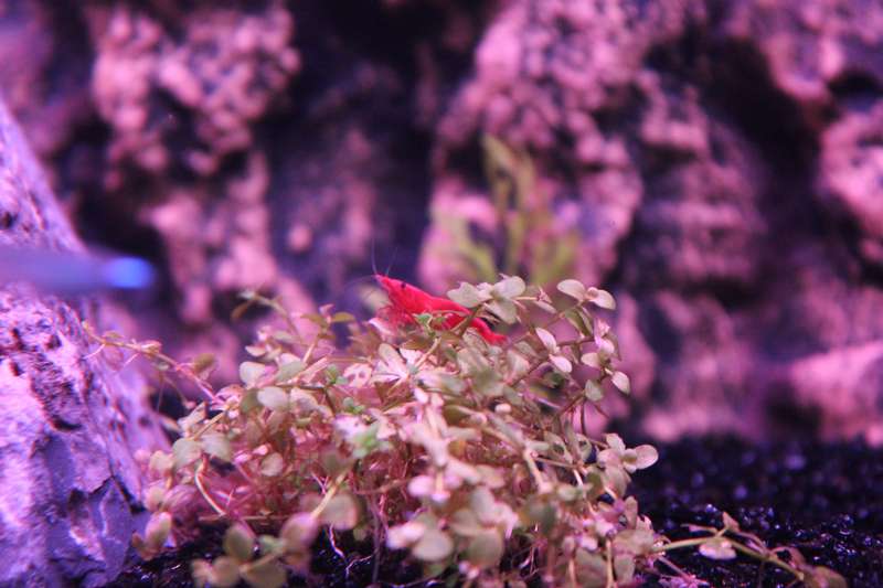 674468popol_0_82_aquar11.jpg