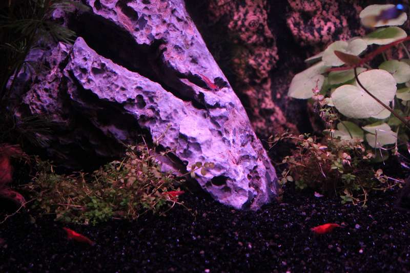 679412popol_0_82_aquar35.jpg