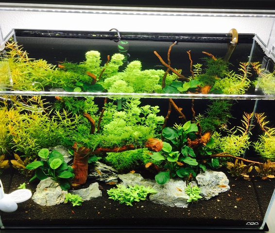 682864peterhuppertz1982_0_85_aquaforum_pic.jpg