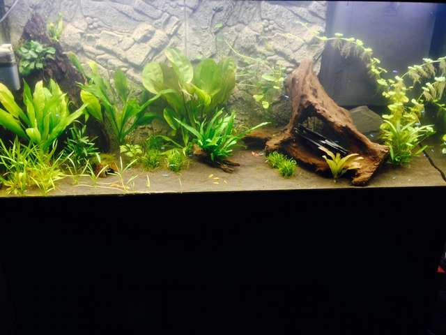 683848_0_82_corydoras_13.jpg