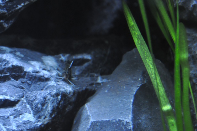 691862wiets82_0_85_aquariu.jpg