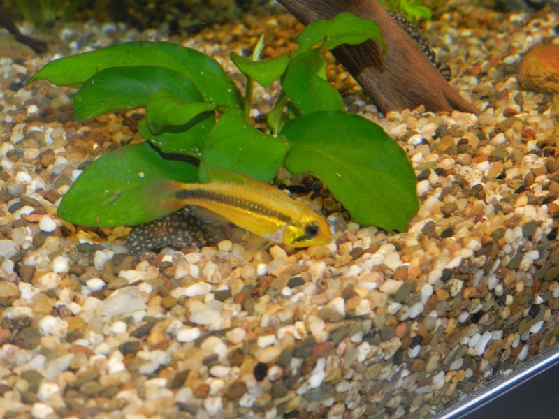 694663jensdb_0_85_fishie.jpg