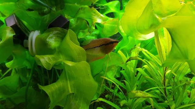 696851ricky697_0_85_aquariu.jpg