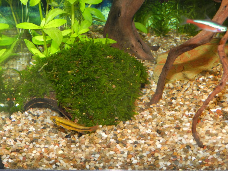 699678jensdb_0_85_fishie.jpg