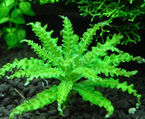 69_Pogostemon-Helferi_Thumb.jpg