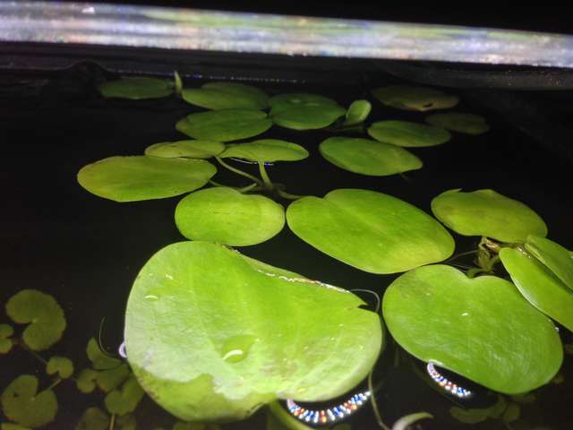 711473_0_82_apisto_4.jpg
