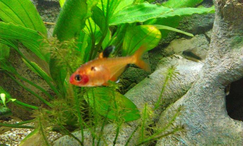 723325_0_82_grote_aquarium_en_kleine_en_nog_veel_zooi_072.jpg