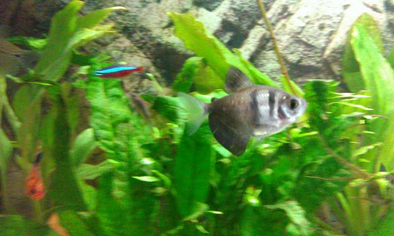 723373_0_82_grote_aquarium_en_kleine_en_nog_veel_zooi_079.jpg