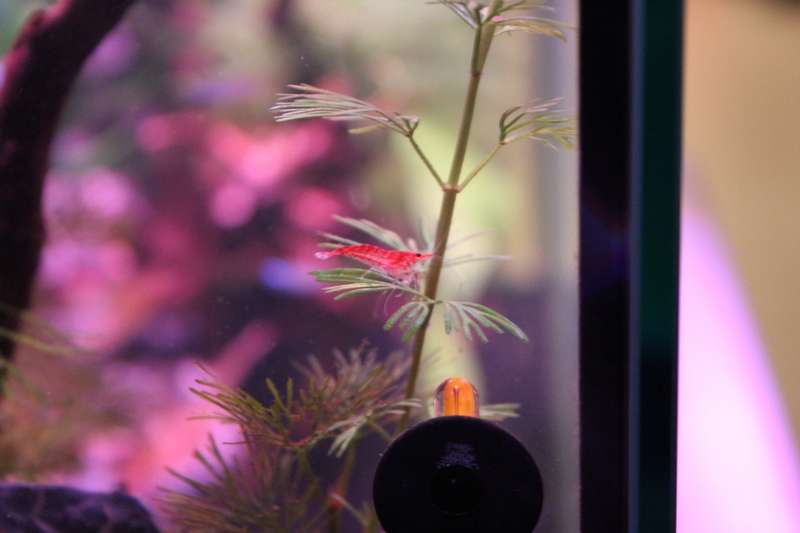 726726popol_0_82_aquar34.jpg