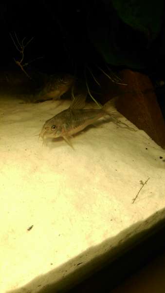 728912garnalenkweker96_0_82_imag0197.jpg
