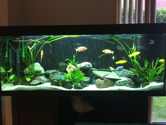 733114aquaria17_0_84_image1.jpg