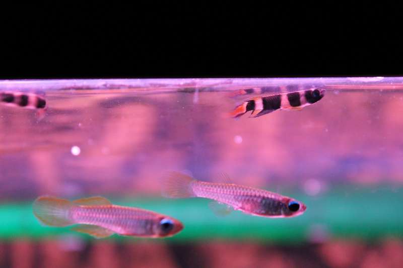 733553popol_0_82_aquar23.jpg