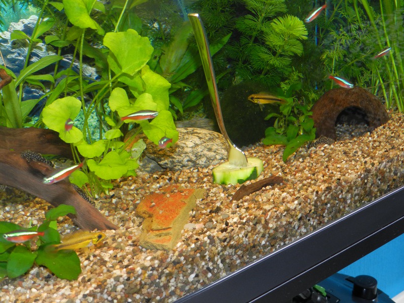 736349jensdb_0_85_fishie.jpg