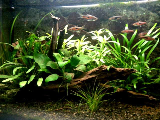 736551larske_0_82_aquarium.jpg