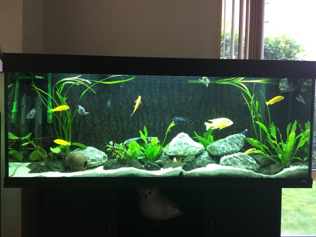 736555aquaria17_0_84_image1.jpg
