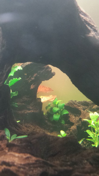 737134catcorp_0_85_aquarium_nieu.jpg