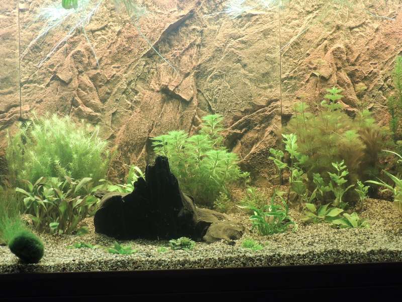 738315tamara1988_0_82_aquarium_16.jpg