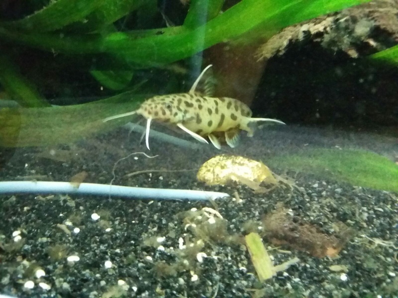 738886geert1996_0_85_aquariu.jpg