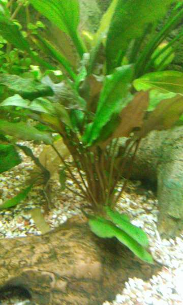 741636_0_82_aquariums_nieuw_pompje_aqua_40_138.jpg