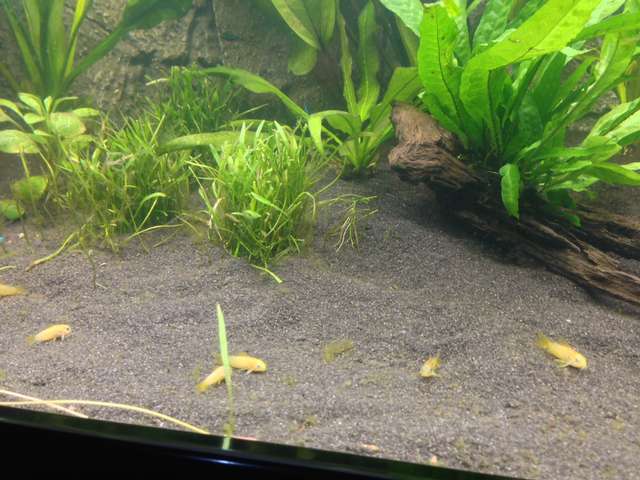 743585_0_82_corydoras_5.jpg