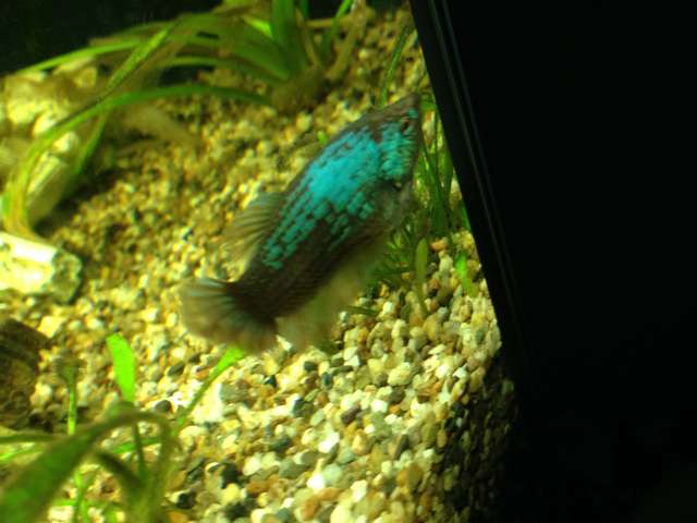 744391otocinclus_0_82_img_1614.jpg