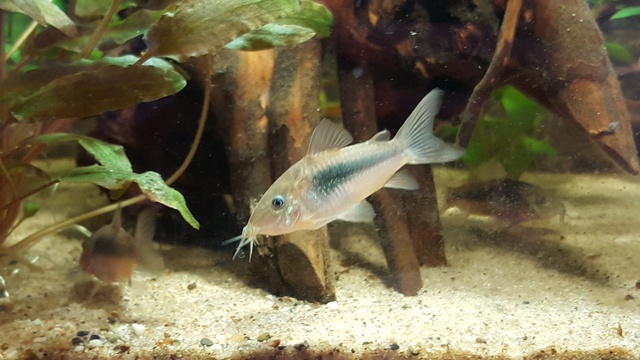 746962ricky697_0_85_aquariu.jpg