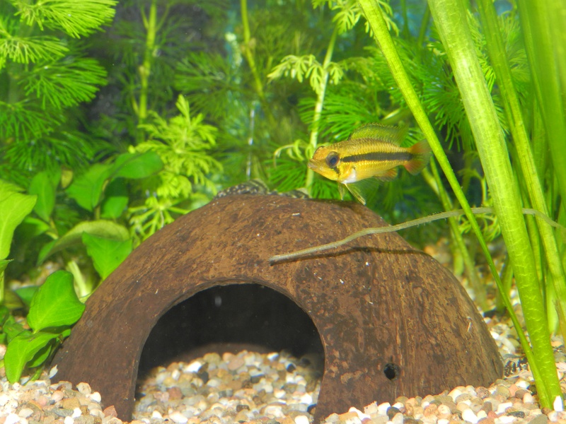 749716jensdb_0_85_fishie.jpg