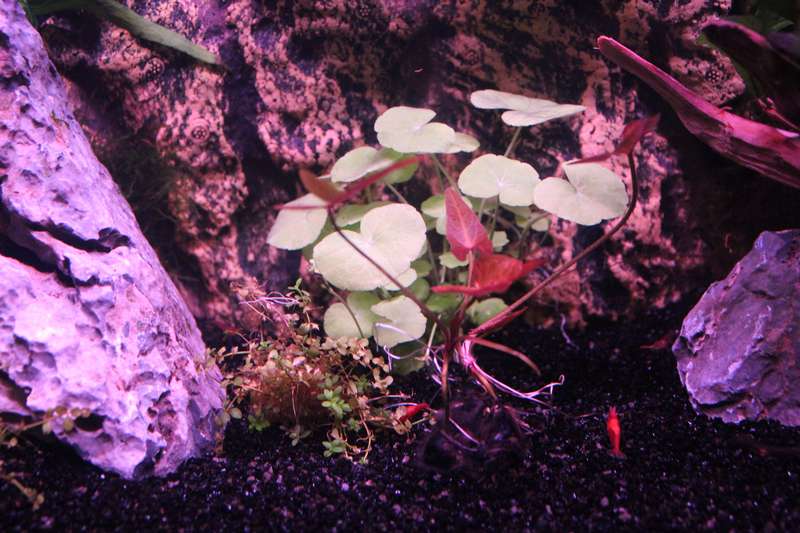 753381popol_0_82_aquar30.jpg
