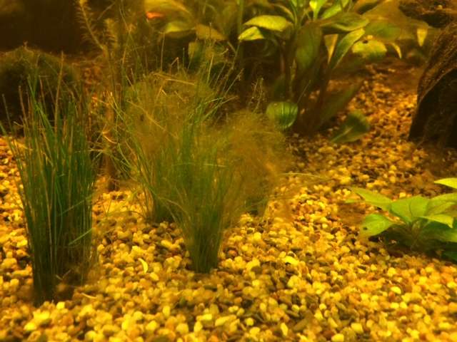 758493tamara1988_0_82_aquarium_30.jpg