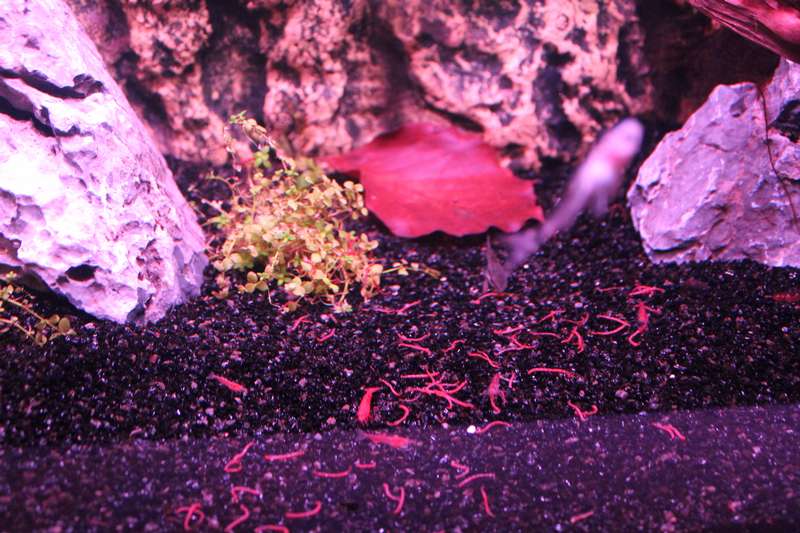 771625popol_0_82_aquar25.jpg