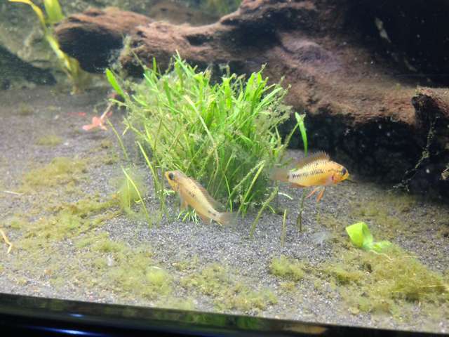 777488_0_82_apisto_5.jpg