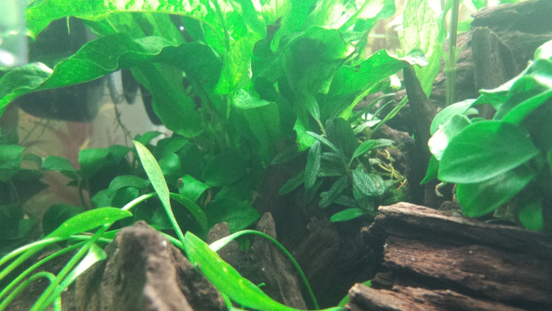 777889catcorp_0_85_aquarium_nieu.jpg