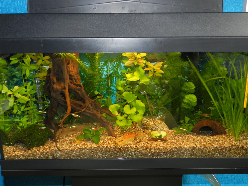 785325jensdb_0_85_fishie.jpg