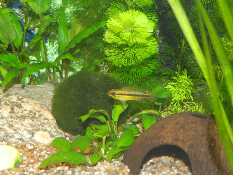 786825jensdb_0_85_fishie.jpg