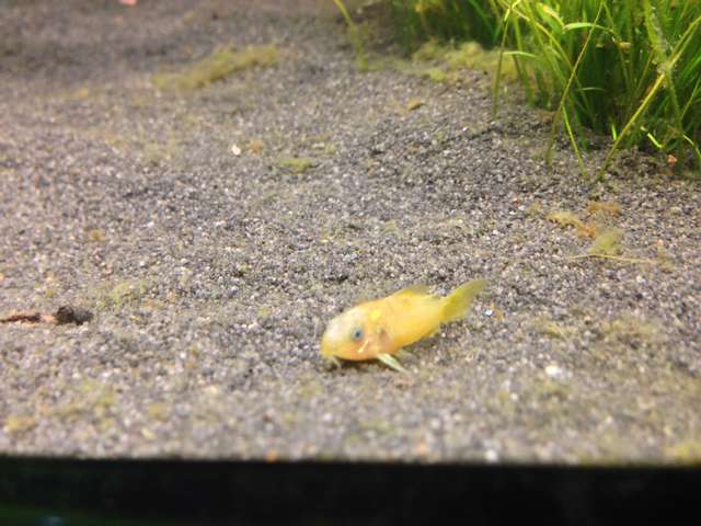 788919_0_82_corydoras_4.jpg
