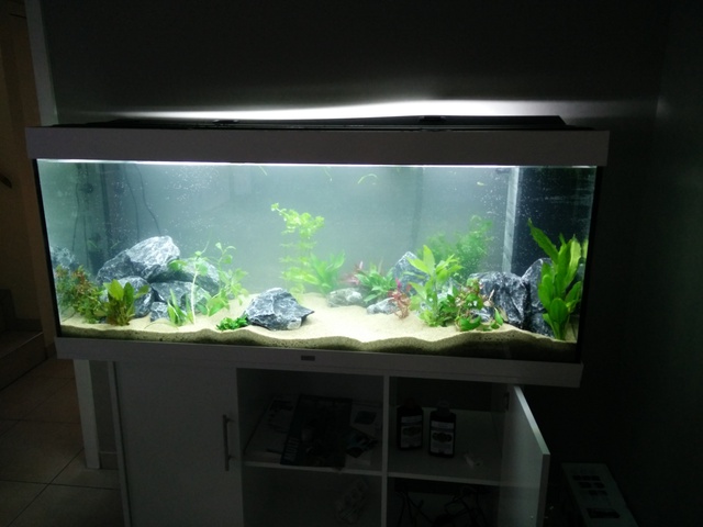 793168akitaluna_0_85_deskto.jpg