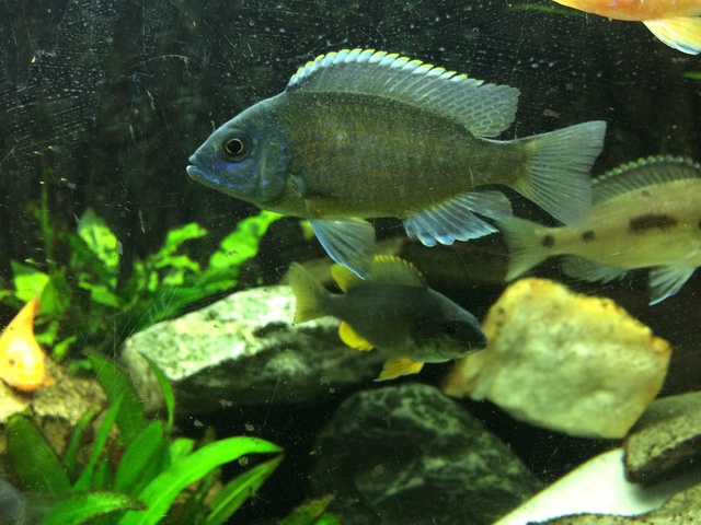 794856aquaria17_0_84_image3.jpg