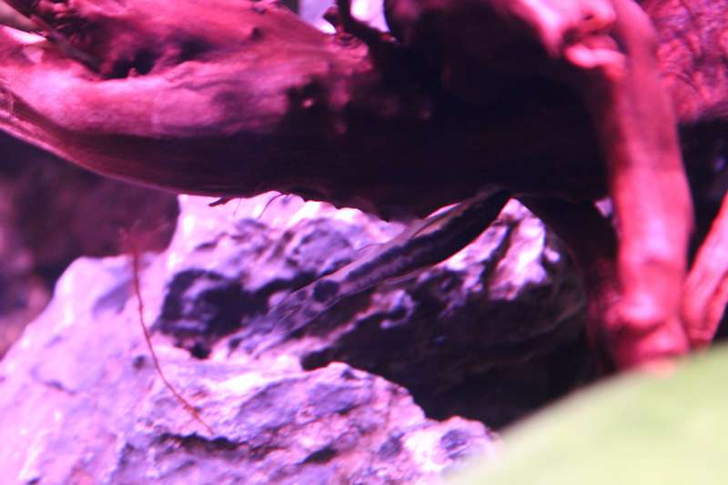 798477popol_0_82_aquar20.jpg