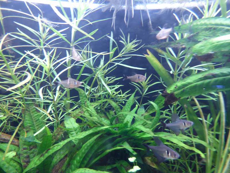 799966_0_82_aquariums_en_balonnen_073.jpg