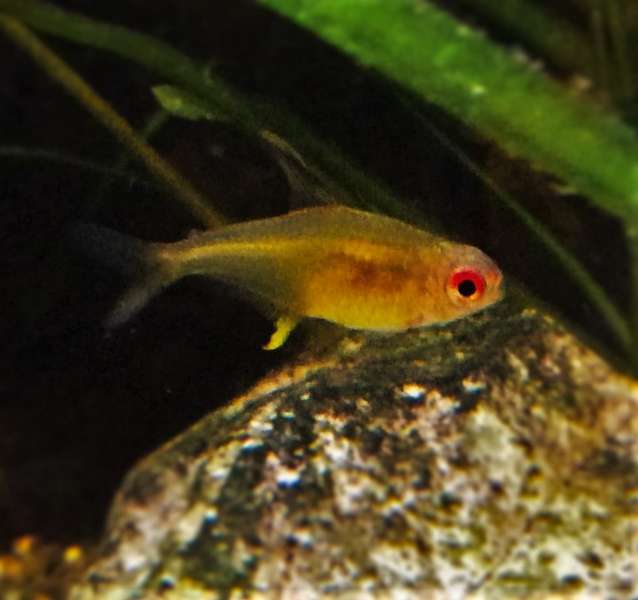 815845_0_82_hyphessobrycon_pulchripinnis_3.jpg