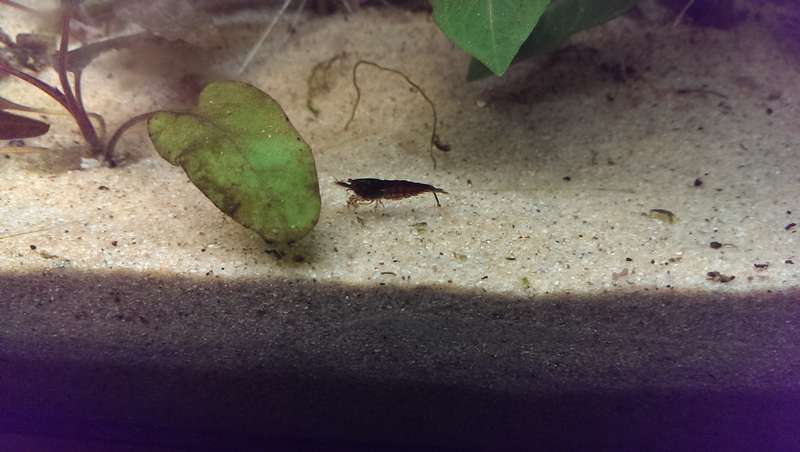 821482camponotus_0_82_imag6381.jpg