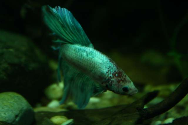 825598jdjfish_0_82_img_0646.jpg