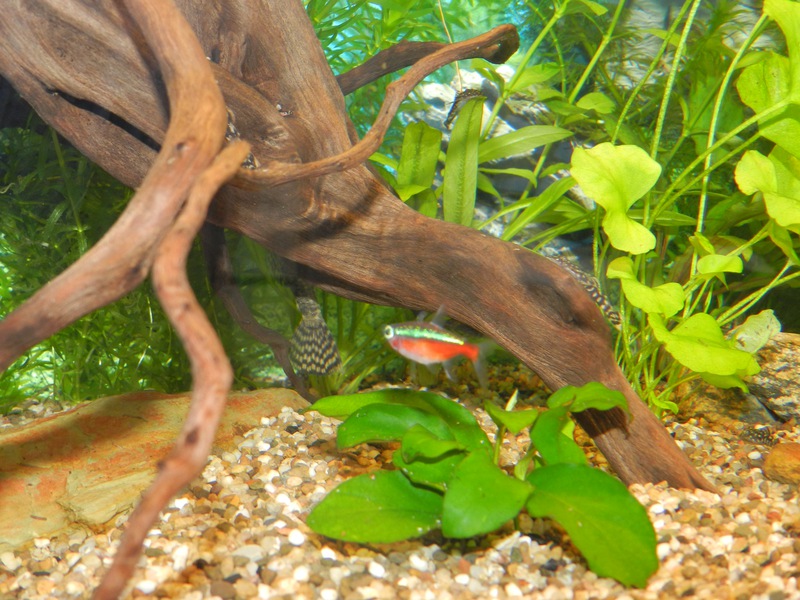 831737jensdb_0_85_fishie.jpg