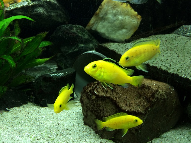 851572aquaria17_0_84_image6.jpg