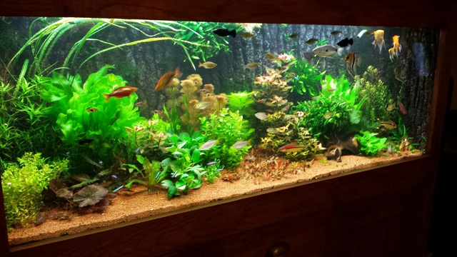 857732dreeke_0_85_aquariu.jpg