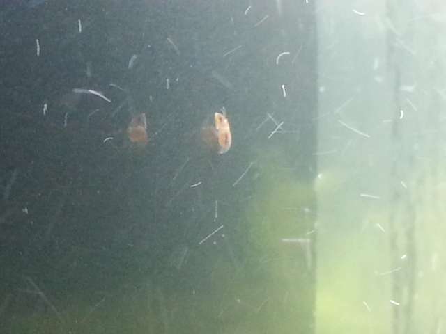 858953blikje_0_82_20131107_162636.jpg