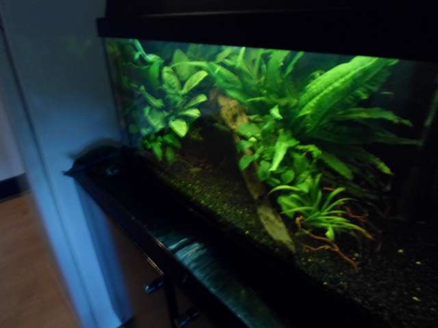 861727jdjfish_0_82_rechts.jpg