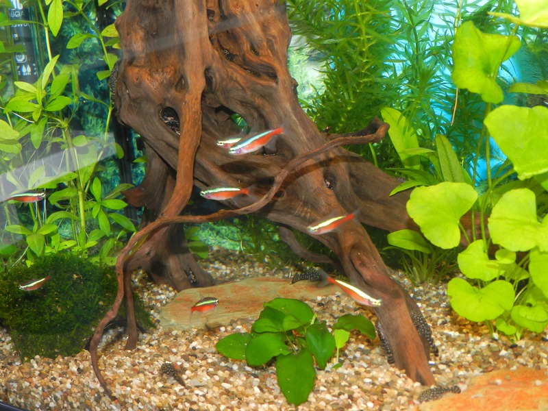 862917jensdb_0_85_fishie.jpg